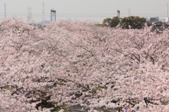 花色季節　さくら風景＃４