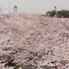 花色季節　さくら風景＃４