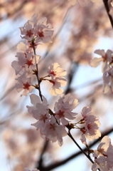 花色季節 近所の桜＃2