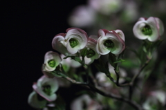 花色季節 花水木