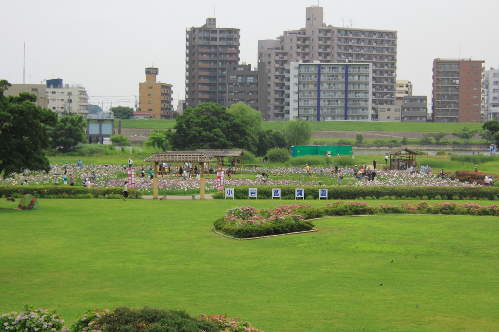 小岩菖蒲園＃１