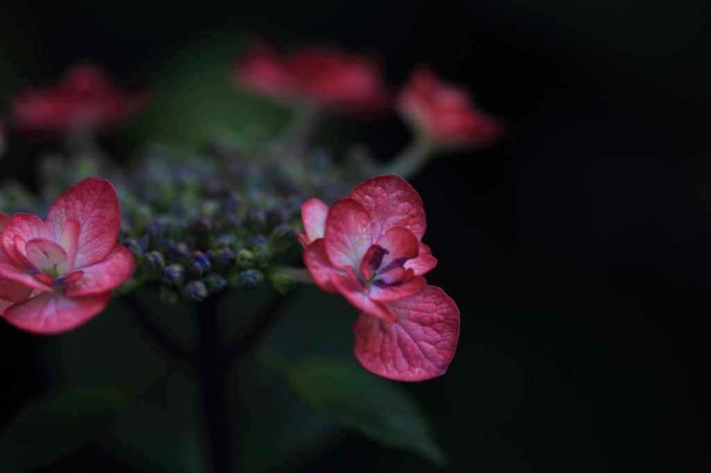 紫陽花季節　＃１1