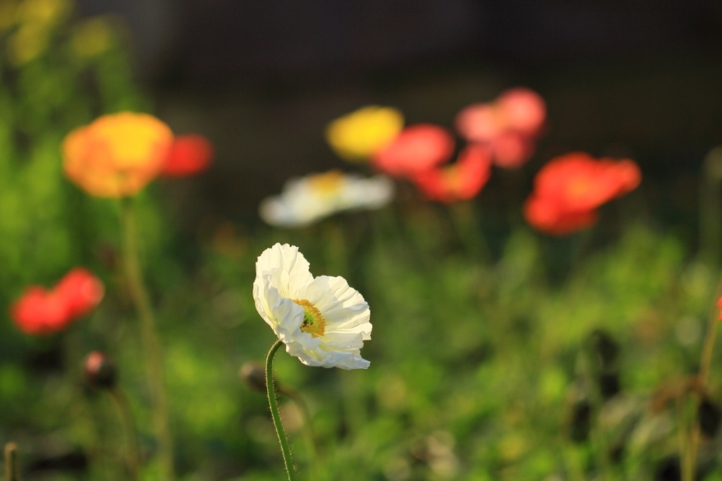 花色季節 夕日背にして