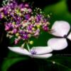花色季節　２０１８アジサイ＃７