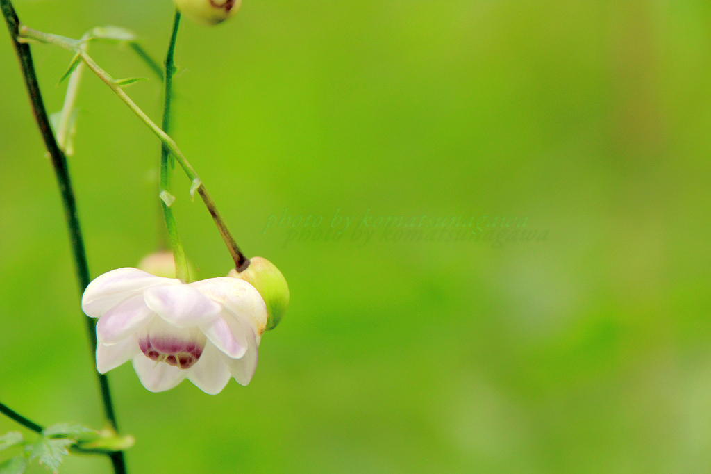 花色季節　蓮華升麻 ＃8