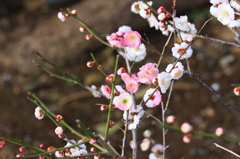 花色季節 源平咲きの株