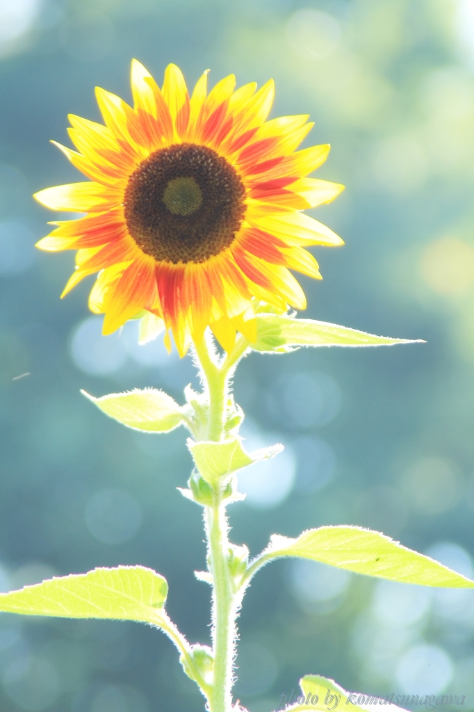 花色季節　ひまわり