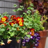 花色季節 近所の花＃4