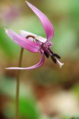 花色季節　横顔