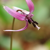 花色季節　横顔
