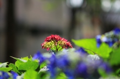 紅一点
