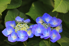 紫陽花季節　＃１4