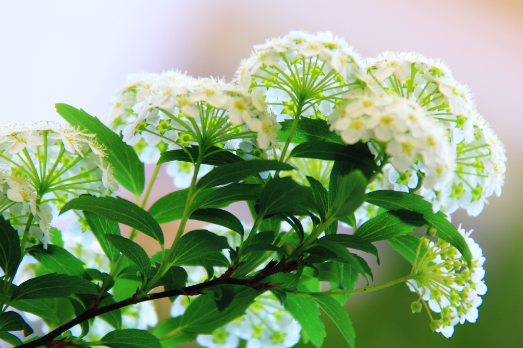 花色季節　コデマリ