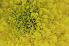 花色季節　花オレンジからイエロー③