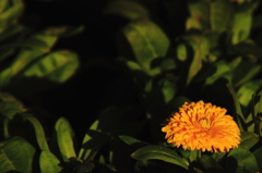 花色季節 夜に向う金盞花