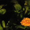 花色季節 夜に向う金盞花