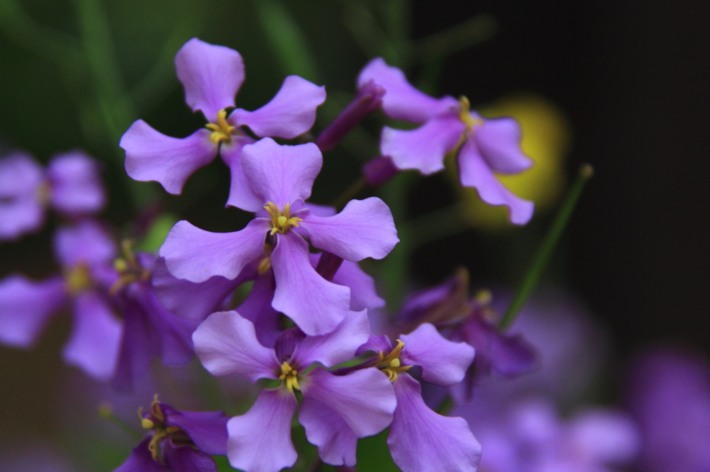 花色季節　近所の花大根＃1