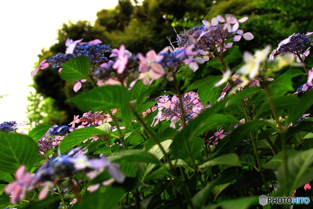 あじさいの時 2015 ＃77