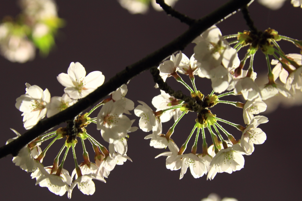 花色季節 近所の桜＃16