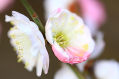 花色季節 裏表