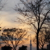 夕景　ツリー達