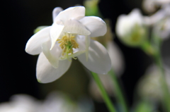 花色季節 近所のオダマキ⑥