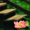 花色季節　大賀ハス　＃22