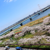 花色季節　さくら風景＃１