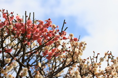 花色季節 ピンクと白の咲き分かれ
