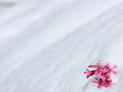 桜草かな？見つけたよ！