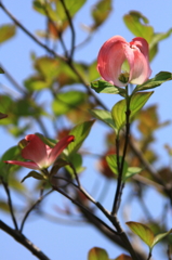 花色季節　近所のハナミズキ＃9