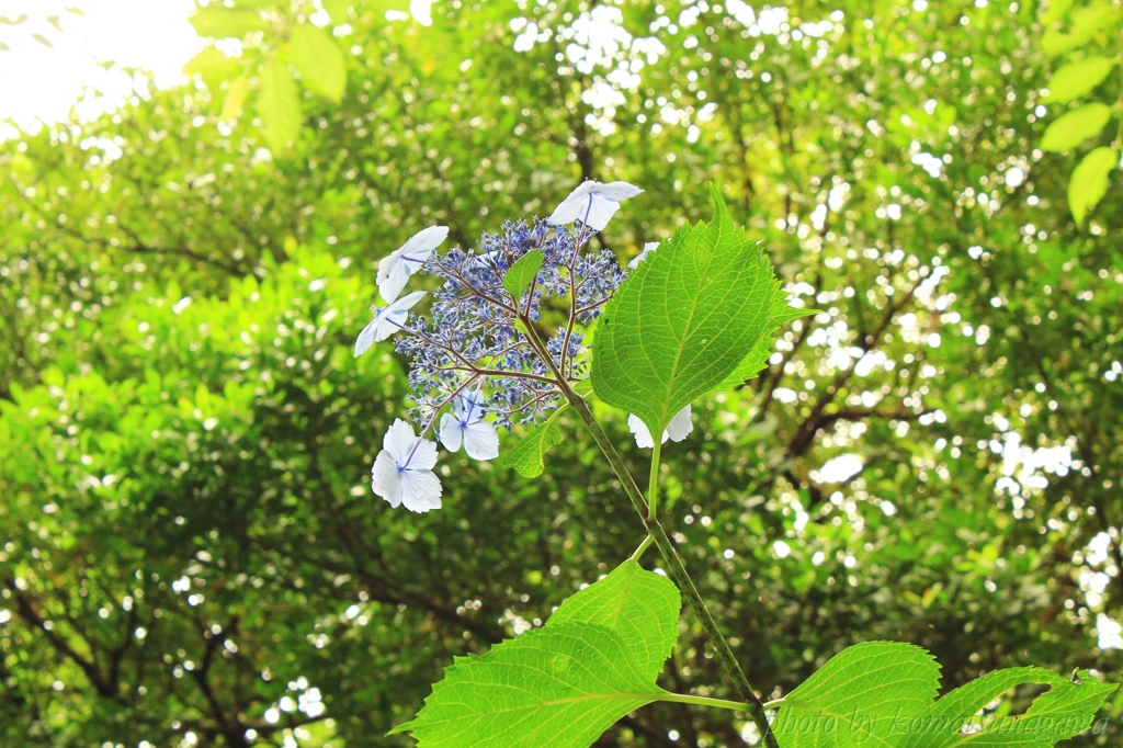 あじさいの時 2015 ＃97