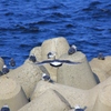 あそこに停まろう