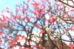花色季節 背景紅梅