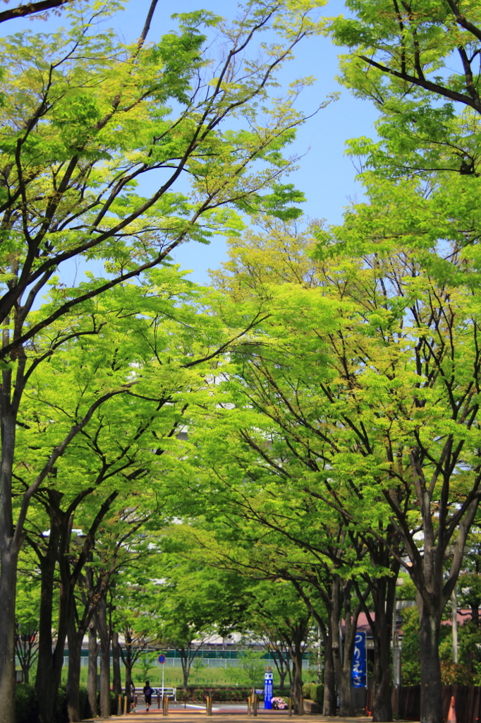 花色季節 近所の並木＃1