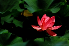 花色季節　大賀ハス ＃１