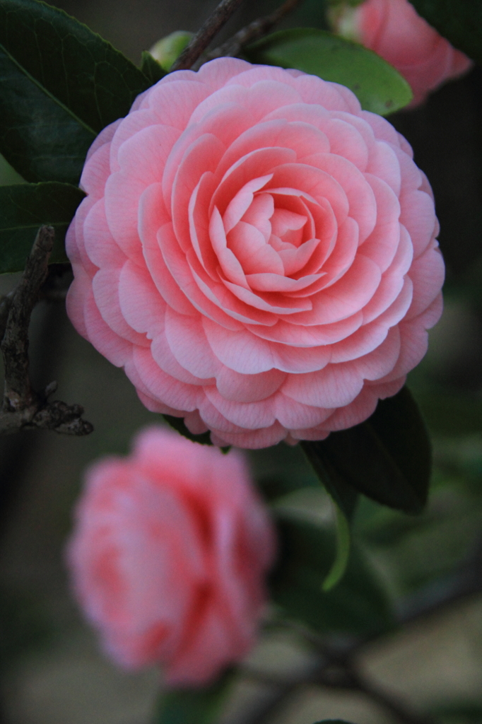 花色季節 君と僕