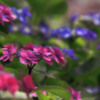 花色季節　２０１８アジサイ＃14