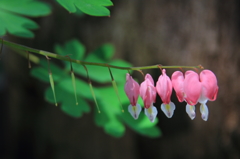 花色季節　タイツリソウ