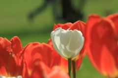 花色季節　目立ちたがり・・・.２輪目発見