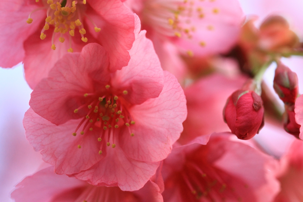 花色季節 近所の桜＃14