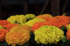 花色季節　花オレンジからイエロー⑤