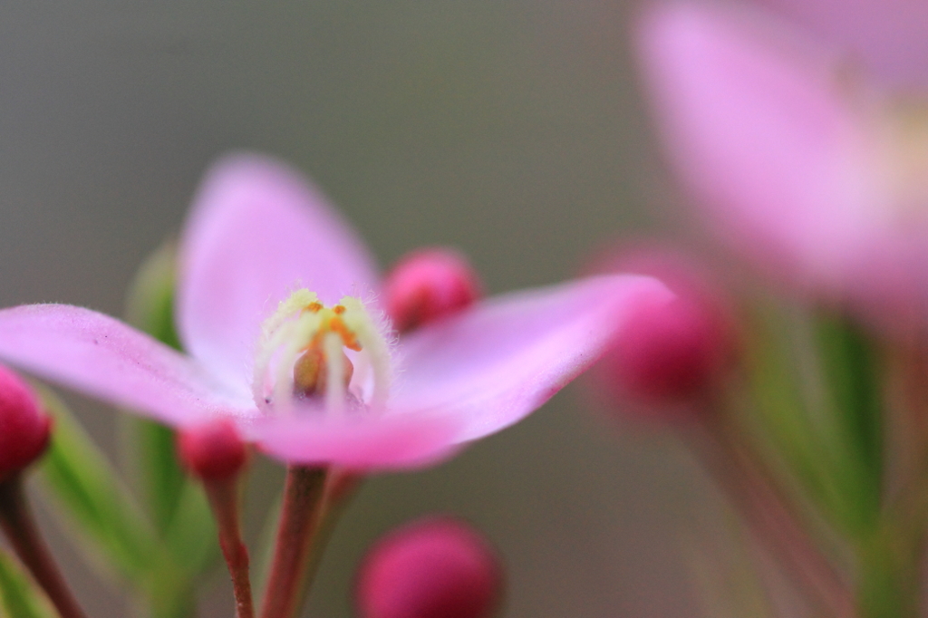 花色季節 我が家の花＃２