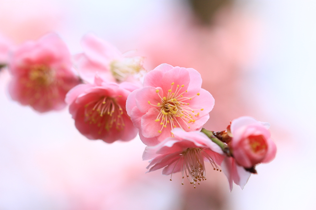 花色季節 ある枝・・・