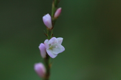 サクラタデの花一人咲く