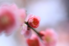 花色季節 もうすぐだね