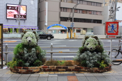 街中ユニーク  歩道に生息 その後