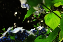 あじさいの時 2015 ＃90