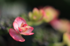 紫陽花季節　＃１7