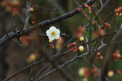 花色季節 葛西臨海公園の梅＃４